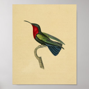 Affiches Bleu 1830 rouge d'impression de colibri de cru