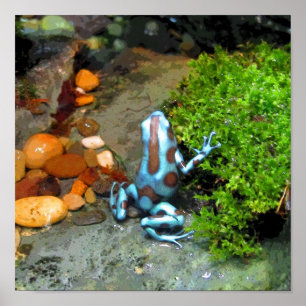 Affiches Bleu grenouille à tarte CB