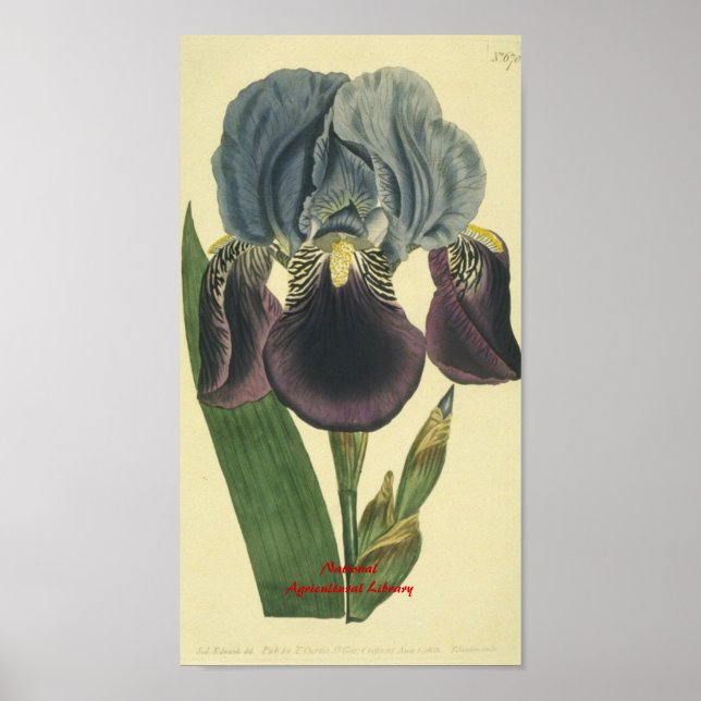 Affiches Bleu Iris Botanique (Devant)