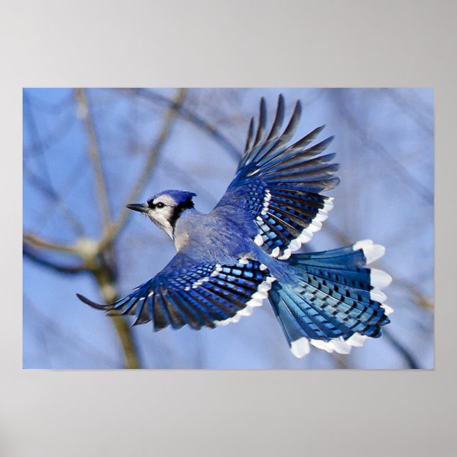Affiches Bleu Jay en vol (Devant)