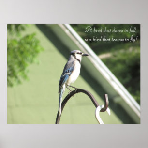 Affiches Bleu Jay Photo Citation Inspirationnelle