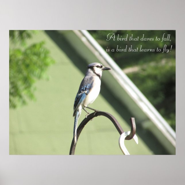 Affiches Bleu Jay Photo Citation Inspirationnelle (Devant)