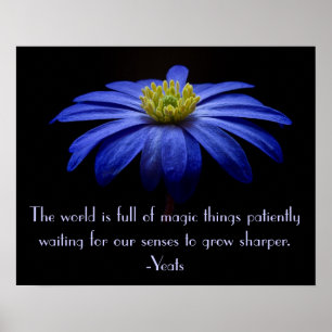 Affiches Bleu marguerite avec Citation de Yeats