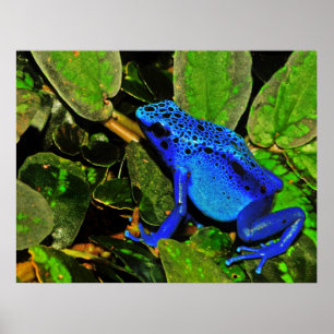 Affiches Bleu Poison grenouille Dendrobates azureus