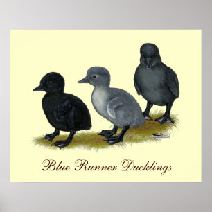 Affiches Bleu Runner Ducklings