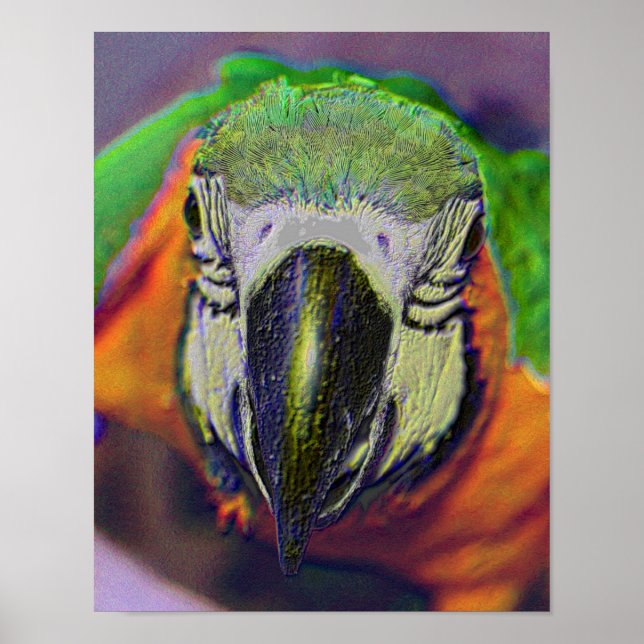 Affiches Blue Gold Macaw Face Parrot Imaginaire Art (Devant)