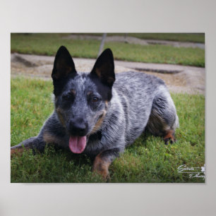 Affiches Blue Heeler print
