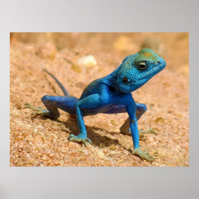 Affiches Blue Homme Agama Sinaita Lizard sur le sable (Devant)