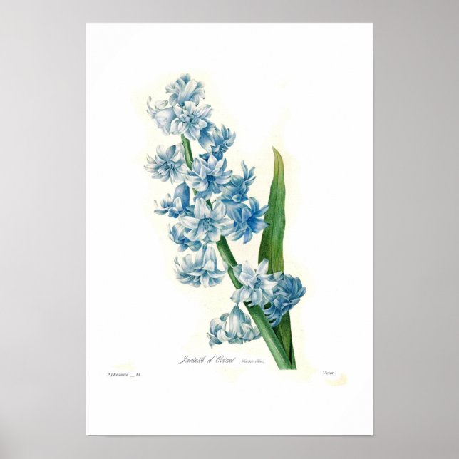Affiches Blue Hyacinth (Devant)