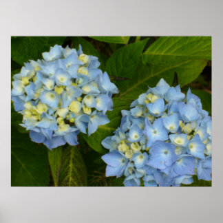 Affiches Blue Hydrangeas