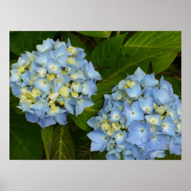 Affiches Blue Hydrangeas (Devant)