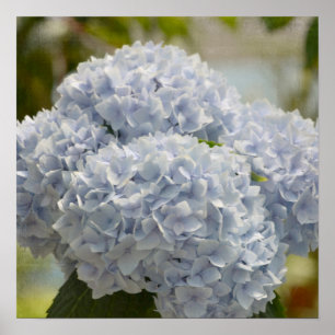 Affiches Blue Hydrangeas