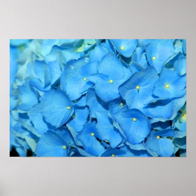 Affiches Blue Hydrengea (Devant)