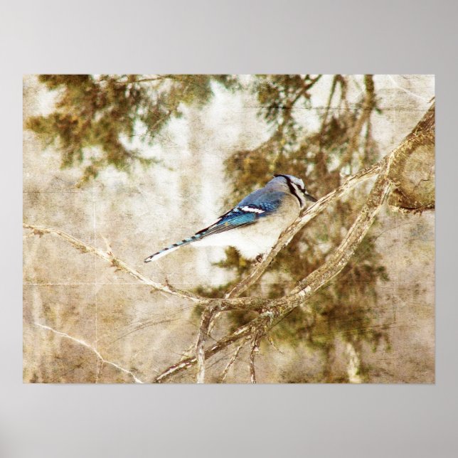 Affiches Blue Jay (Devant)