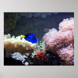 Affiches Blue Regal Tang