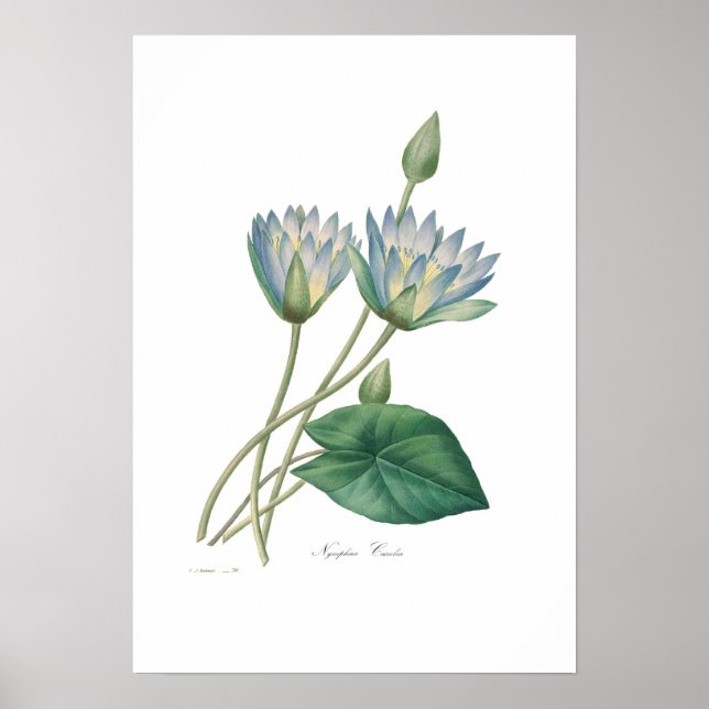 Affiches Blue Waterlily (Devant)
