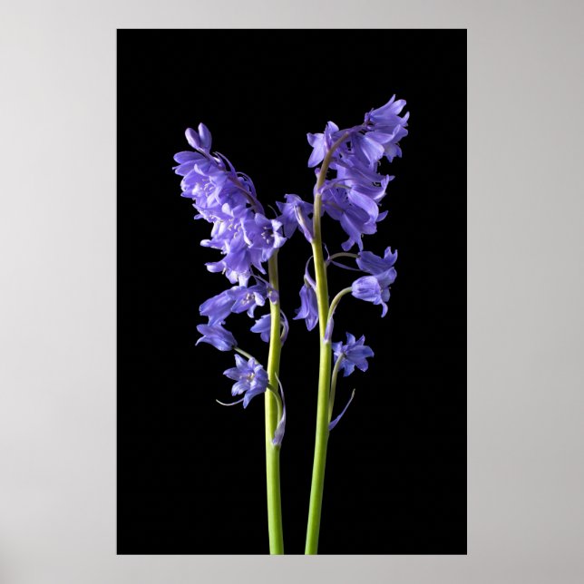 Affiches Bluebells, De la forêt même que j'ai créé! (Devant)