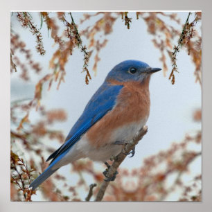 Affiches Bluebird de bonheur