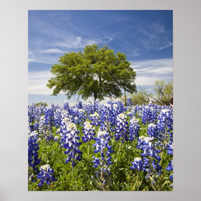 Affiches Bluebonnets du Texas (lupinus texensis) et chêne (Devant)