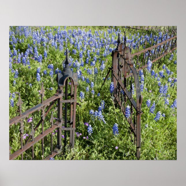 Affiches Bluebonnets et phlox porte du cimetière environnan (Devant)