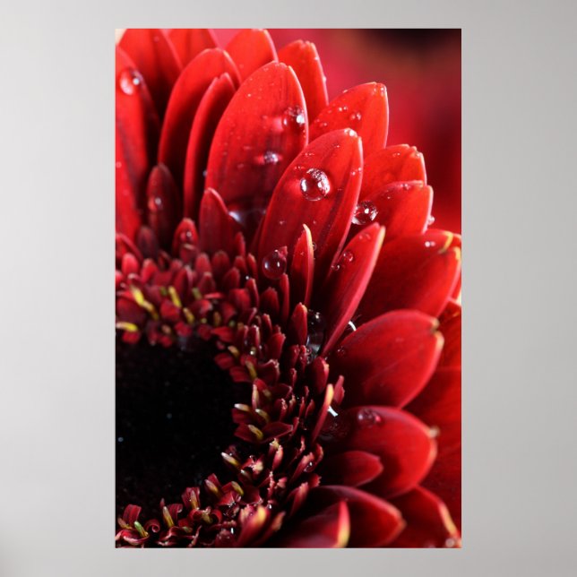 Affiches Blume (Devant)