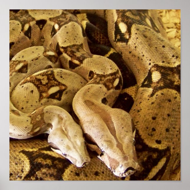 Affiches Boas à queue rouge (Devant)