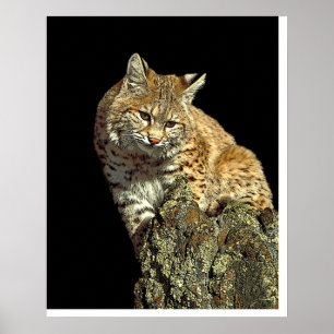 Affiches Bobcat assis sur un rocher de Junglewalk.com
