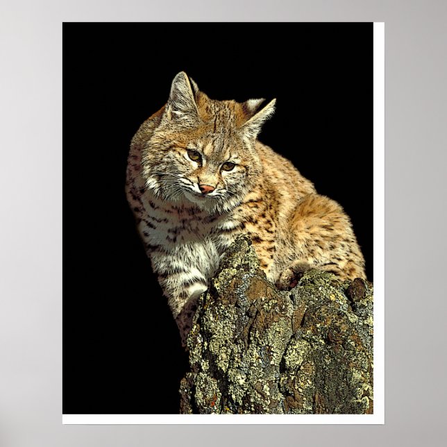 Affiches Bobcat assis sur un rocher de Junglewalk.com (Devant)