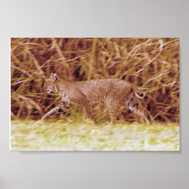 Affiches Bobcat de Floride (Devant)