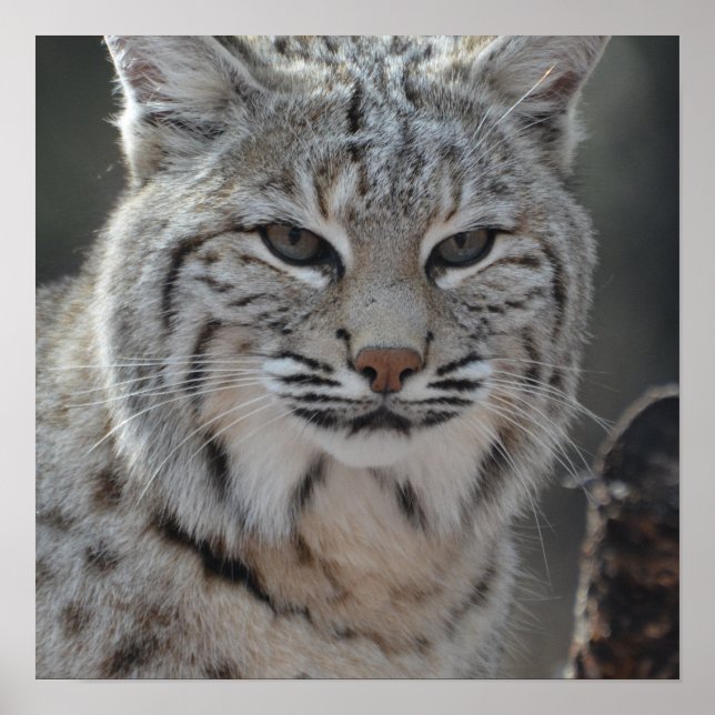 Affiches Bobcat rampant (Devant)