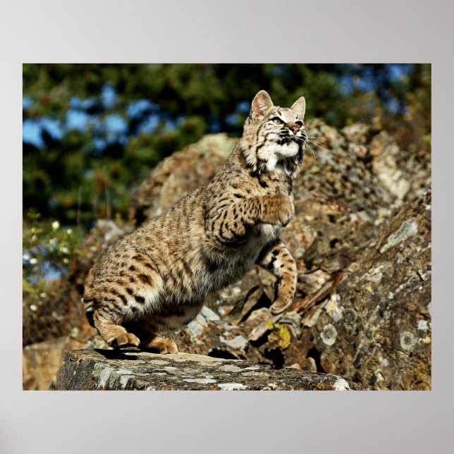 Affiches Bobcat - Ready to Pounce (Devant)