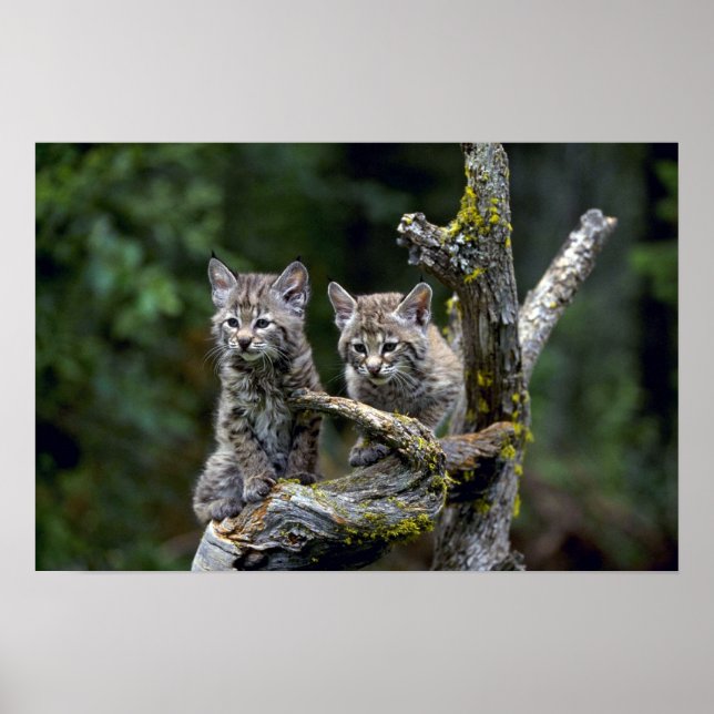 Affiches Bobcats-chatons d'été (Devant)