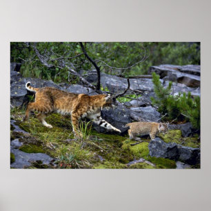 Affiches Bobcats, mère d'été avec un petit chaton