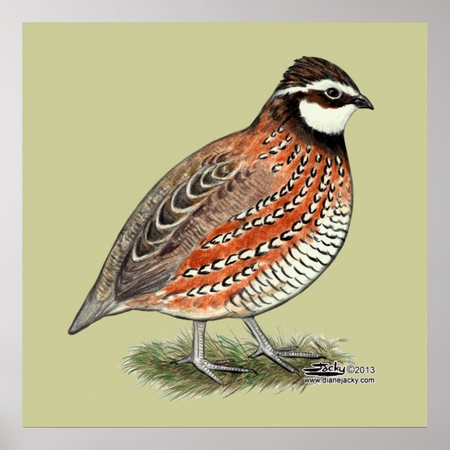 Affiches Bobwhite Quail (Devant)