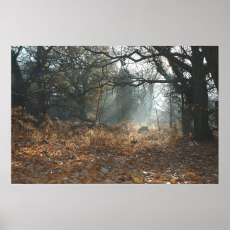 Affiches Bois américain