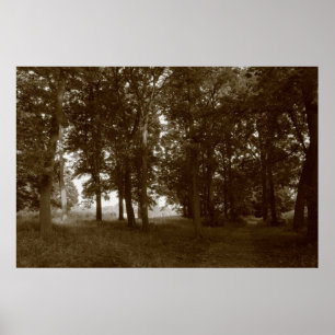 Affiches Bois, Bute Park Cardiff - Sepia tonifié BW