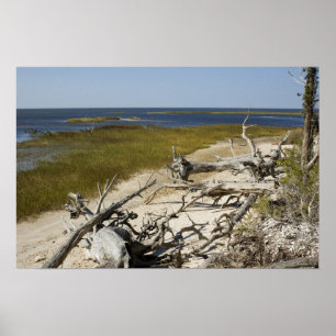 Affiches Bois de chêne sur la plage