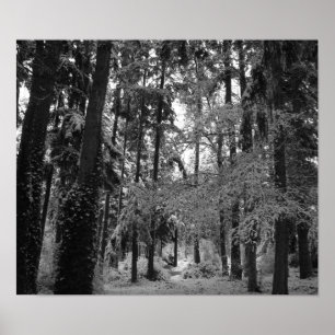 Affiches Bois de Milou