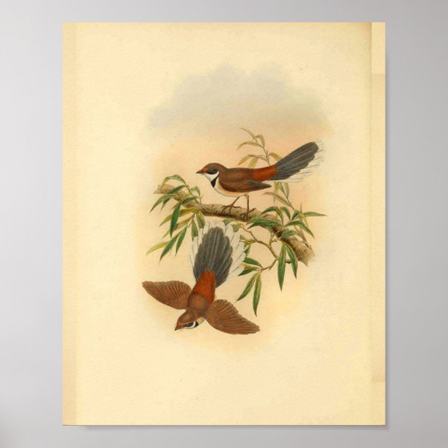 Affiches Bois Fantail Flycatcher Bird Imprimer Vintage (Devant)