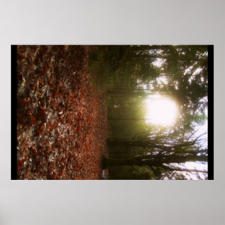 Affiches Bois inférieur