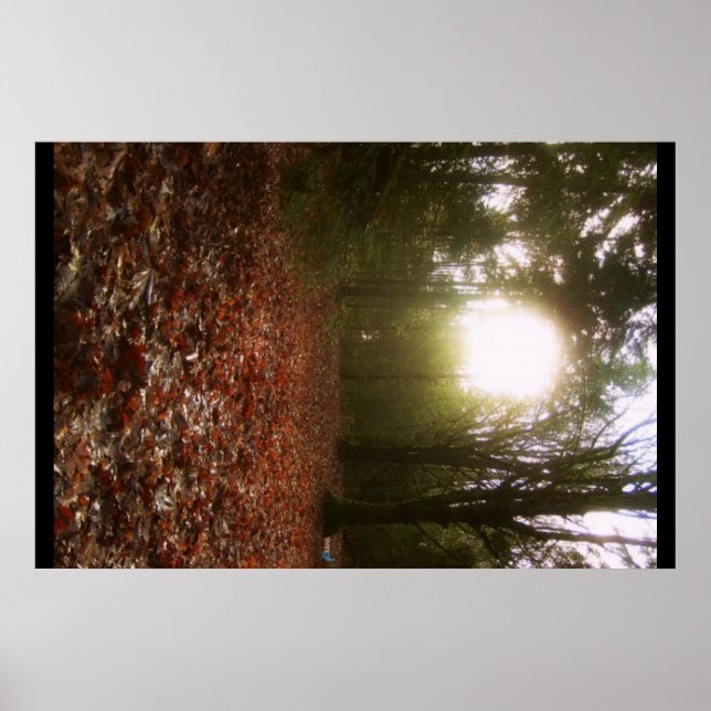 Affiches Bois inférieur (Devant)