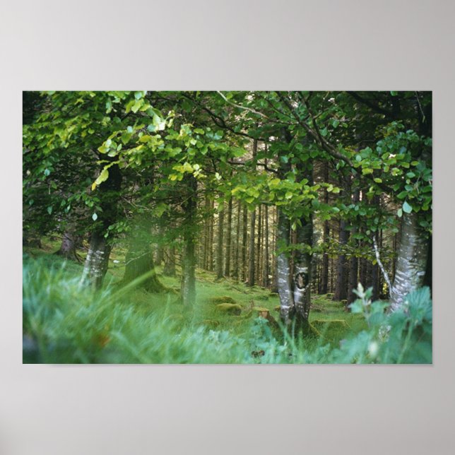 Affiches Bois irlandais (Devant)