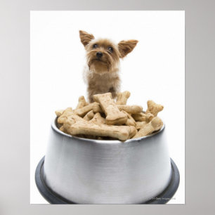 Affiches Bol de festins de chien par Yorkshire Terrier