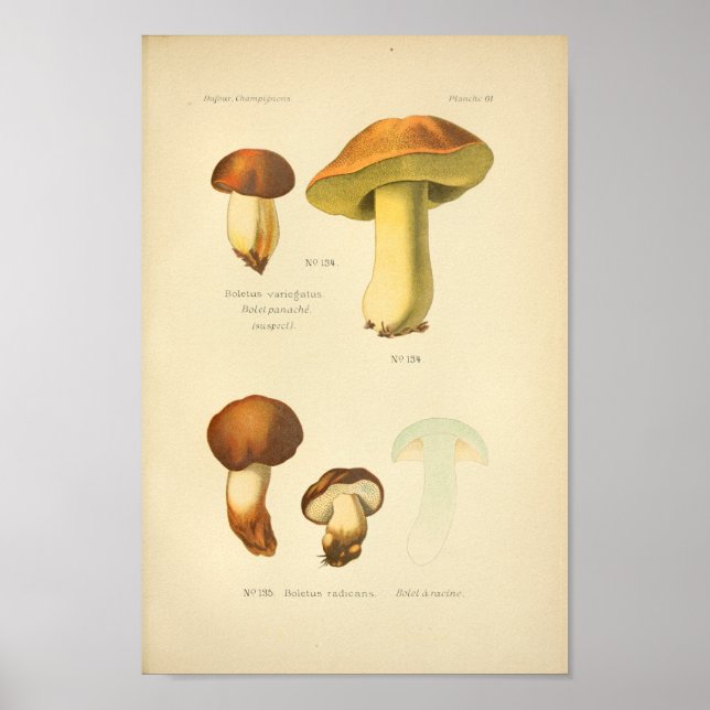 Affiches Boletus Brown Champignons Art Imprimer Français (Devant)