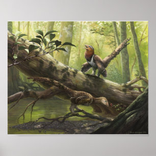 Affiches Bondoc aviaire de Balaur