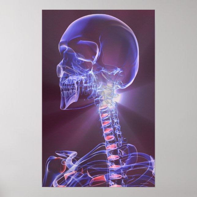 Affiches Bones of the Head and Neck 5 (Devant)