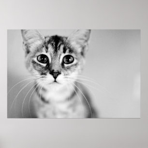 Affiches Bonjour
