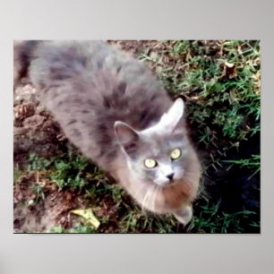 Affiches Bonjour Pouvez-Vous M'Entendre