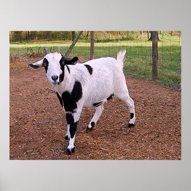 Affiches Bonne chèvre (Devant)