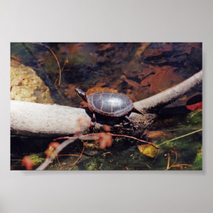 Affiches Bonne tortue
